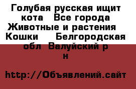 Голубая русская ищит кота - Все города Животные и растения » Кошки   . Белгородская обл.,Валуйский р-н